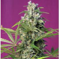 Sweet Seeds - Gorilla Girl 3+1