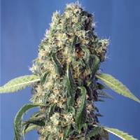 Sweet Seeds - Sweet Pure CBD 100 fem