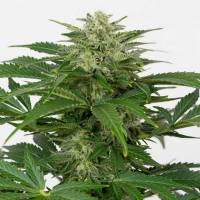 Dinafem - Auto Haze CBD - 3