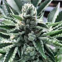 Cali Kush Farms - King Mamba - 6 fem