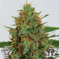 G13 Lab - Cinderella 99 - 5 fem