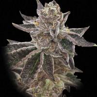 Rare Dankness - Cookie OX - 6 fem