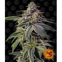 Barney's Farm - ShiskaBerry - 1 fem