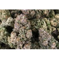 Rare Dankness - Dark Ghosttrain - Femminizzata