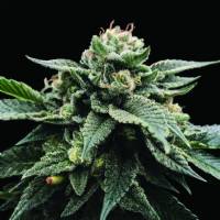 DNA Genetics - Sorbet Stash - 6 fem