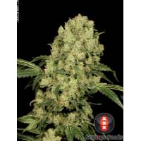Serious Seeds - AK 47 100% - 6 fem