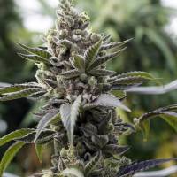 Rare Dankness - Scotts OG - 6 fem