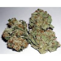 Rare Dankness - Rug Burn OG - 6 fem