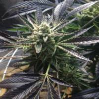 Rare Dankness - Cornbread - 6 fem