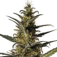 Medical Marijuana Genetics - Candida - 5 fem