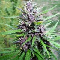 Medical Marijuana Genetics - Master Hemp 3 fem