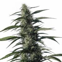 Medical Marijuana Genetics - Txaki 3 fem