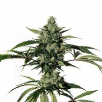 Medical Marijuana Genetics - Hiydrow 3 fem
