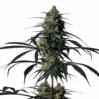 Medical Marijuana Genetics - Green Doctor 3 fem