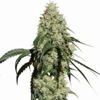 Medical Marijuana Genetics - Nagual 3 fem