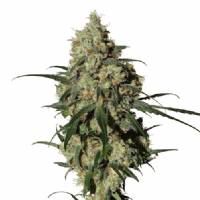 Medical Marijuana Genetics - Orinoco 3 fem