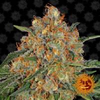 Barney's Farm - Orange Sherbert 10 fem