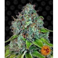 Barney's Farm - Strawberry Lemonade - 25 fem