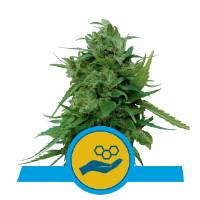Royal Queen Seeds -  Solomatic CBD 10 Auto