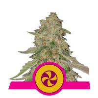 Royal Queen Seeds - Sweet ZZ (Ex Sweet Zkittlez) 10 Fem