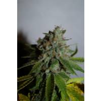 Microgenetica - White Cheese - 5 fem