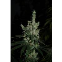 Microgenetica - Sour Haze - 3 fem