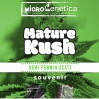 Microgenetica - Mature Kush - 10 fem