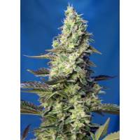  Sweet Seeds - Auto Green Poison XL 100 auto