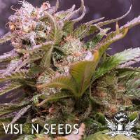 Vision Seeds - Caramello - 3 Auto