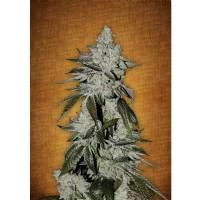 Fast Buds - Girl Scout Cookies auto 100