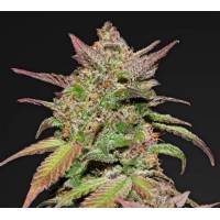 Fast Buds - Smoothie Auto 1