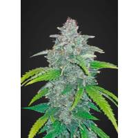 Fast Buds - Blue Dream'matic auto 1