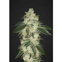 Fast Buds - Green Crack - 100 Auto