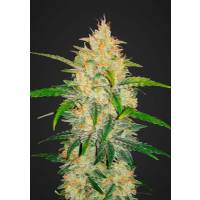 Fast Buds - Z Auto (Zkittlez Auto) - 100 auto