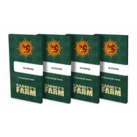 Barney's Farm - Glookies 3 fem