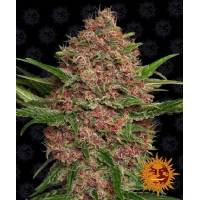 Barney's Farm - Auto Purple Punch 3 auto