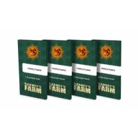 Barney's Farm - Purple Punch 1 fem