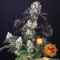 Barney's Farm - Glookies