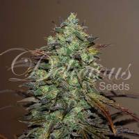 Delicious Seeds - Eleven Rose - 3 Fem
