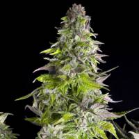 Pyramid Seeds - Romulan 3 fem