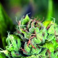  Pyramid Seeds - Tahoe Cure 3 fem