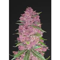 Fast Buds - Purple Lemonade - 3 Auto