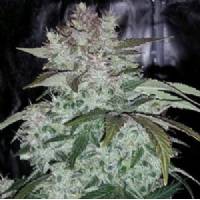 Mephisto Genetics - SODK Auto - 3 Auto