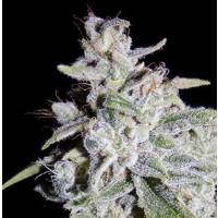 Mephisto Genetics - Walter White Auto - 3 Auto