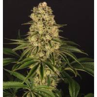 Tropicanna Banana ™ - Barney's Farm