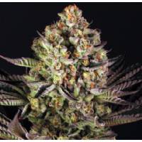 Barney's Farm - DOS SI DOS 33 - 10 fem