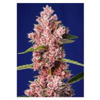 Sweet Seeds - Tropicanna Poison F1 Fast Version - 3+1 Fem