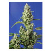 Sweet Seeds - Gorilla Girl XL - 3+1 Auto