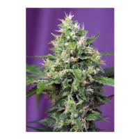 Sweet Seeds - Sweet Amnesia Haze XL - 3+1 Auto