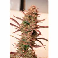 Dutch Passion - Auto Banana Blaze - 3 Auto